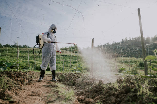 Best Pest Control for Homes  in Juarez, TX