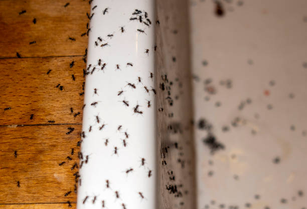 Best Affordable Pest Control Services  in Juarez, TX